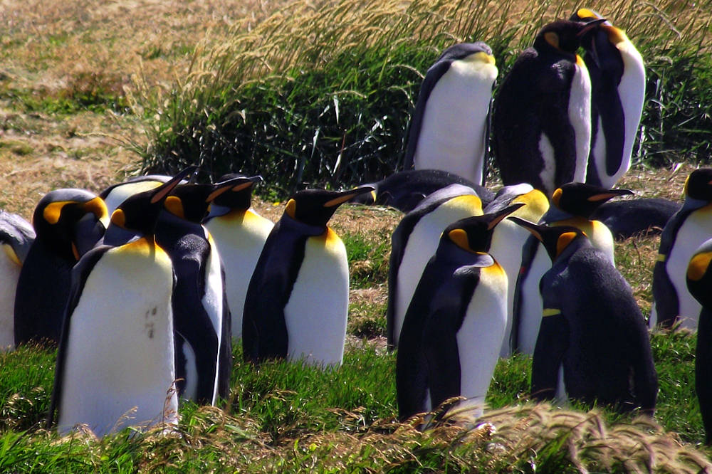 [F] Pingüinos Rey en Bahía Inútil