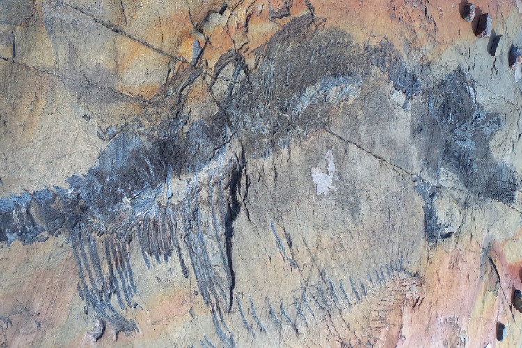 Recuperan el primer fósil de un Ictiosaurio de 4 metros en un glaciar de la Patagonia chilena