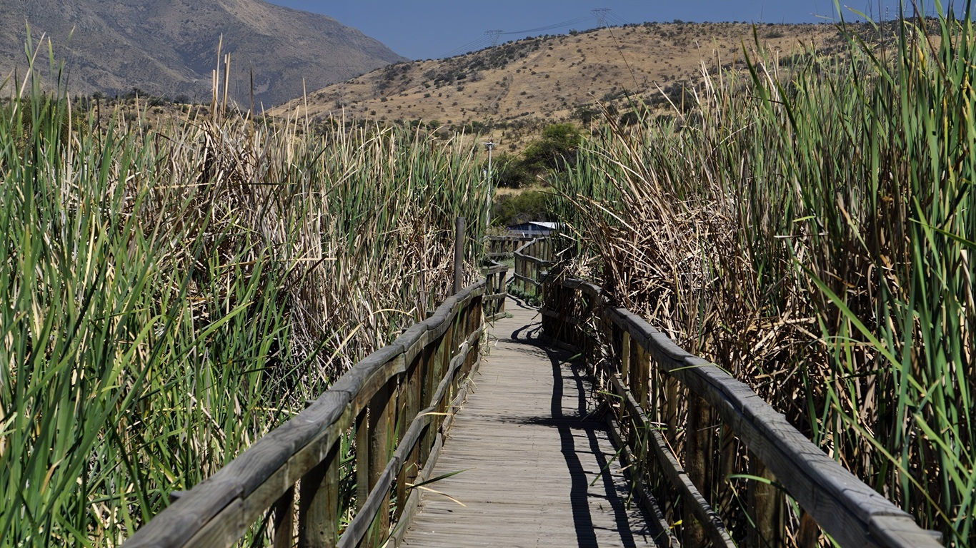 Humedal Laguna Batuco [Humedales Urbanos]
