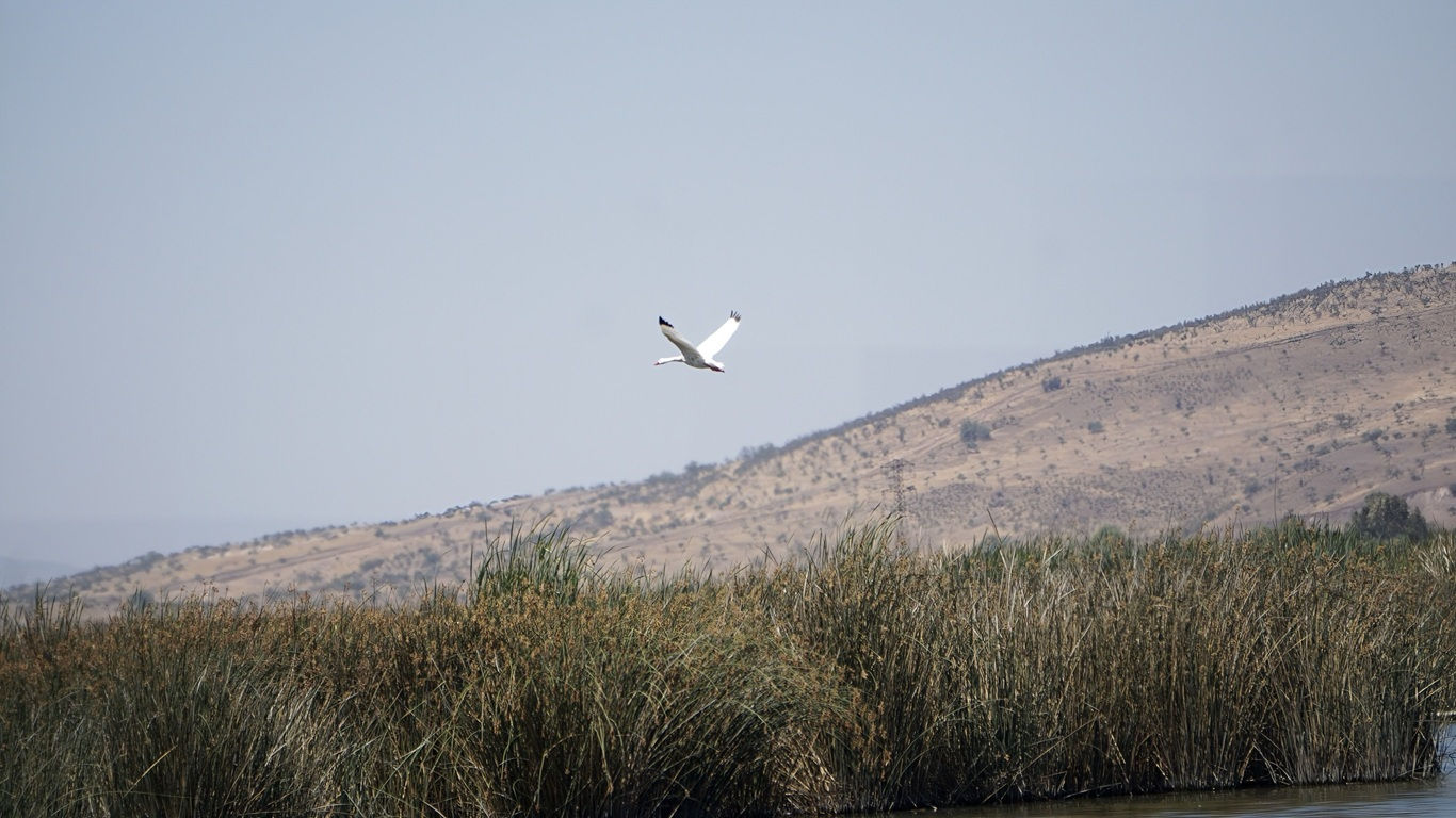 Humedal Laguna Batuco [Humedales Urbanos]