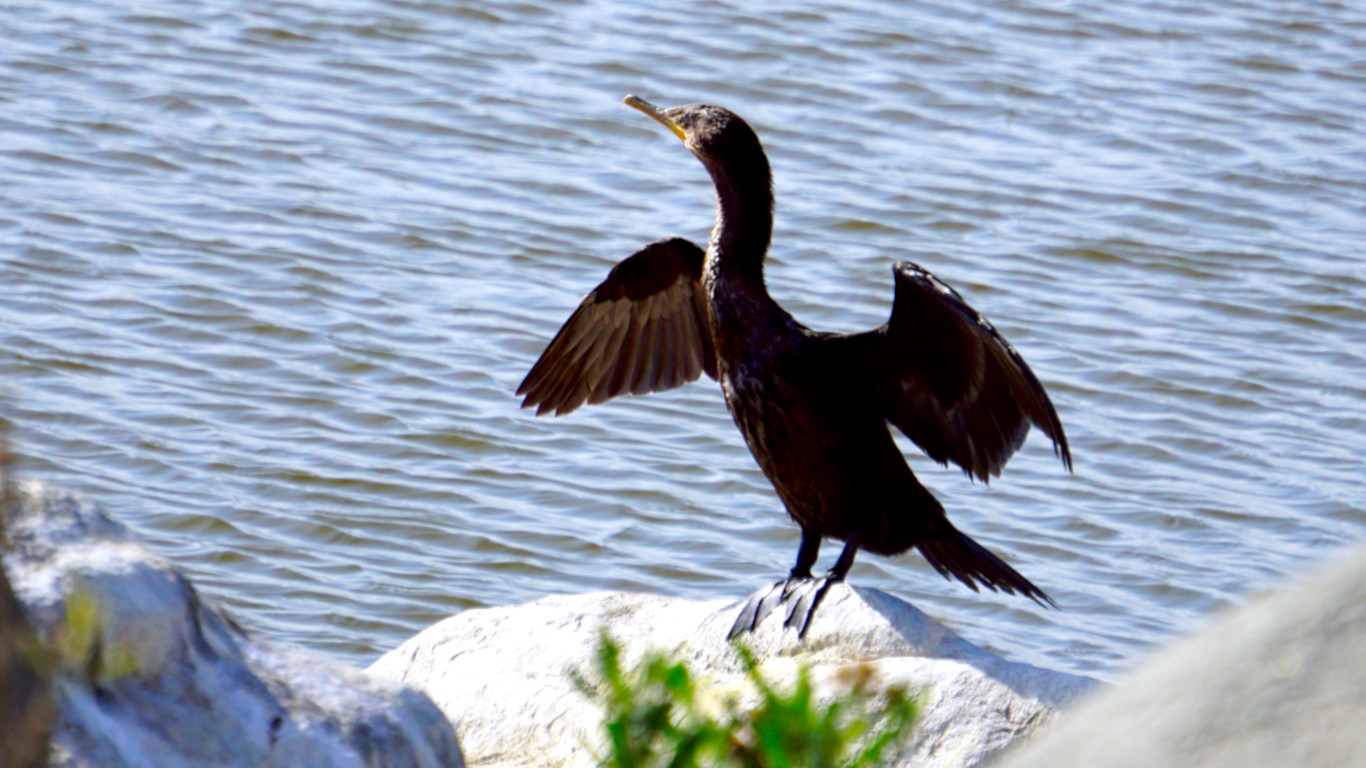 Laguna Conchalí - Cormorán biguá (Nannopterum brasilianum)