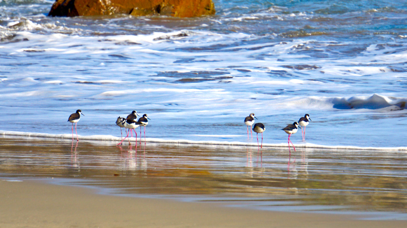 Laguna Conchalí - Perritos (Himantopus mexicanus)
