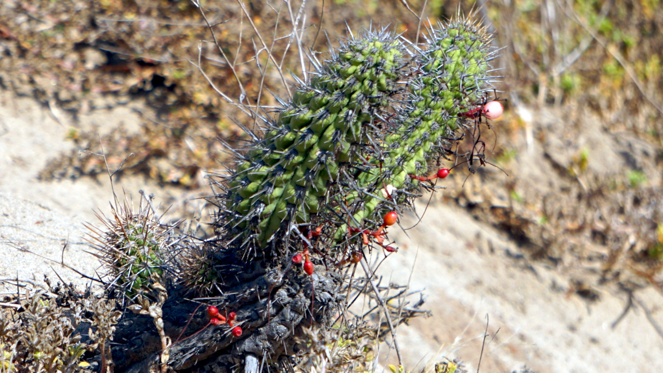 Laguna Conchalí - Quisquito rosado (Eriosyce subgibbosa)